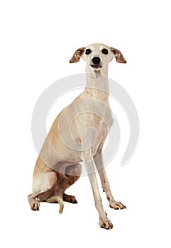 Cute Italian Greyhound dogÂ isolated on a white